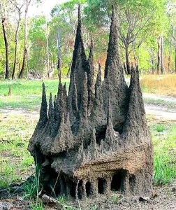 Palat al termitelor
